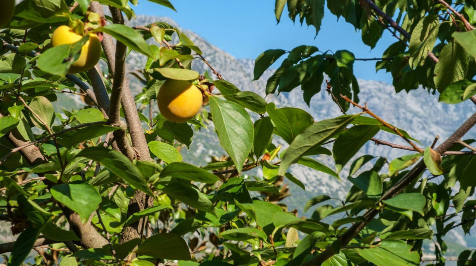 Дом площадью 215 кв.м. с видом на море, лот 1219